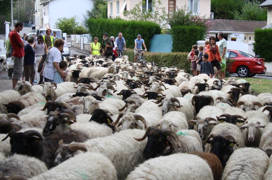Transhumance à Morlàas