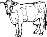 vache-blanche.gif vache-blanche.gif