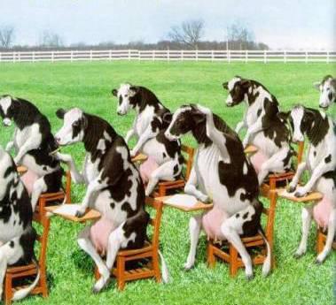 vache_ecole1.jpg vache_ecole1.jpg