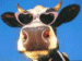 vache_lunettes_soleil.gif