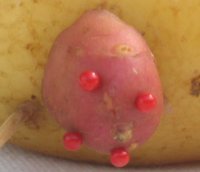 patate_vache(02).JPG