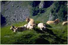 transhumance-estives.jpg