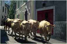 transhumance-parc_national.jpg