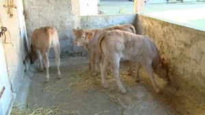 naissance triplés dans le Béarn