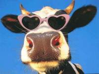 vache_lunette.jpg