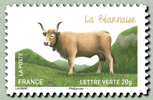 Vache_bearnaise_2014_GF.jpg