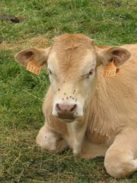 Petit veau en estive dans la Vallée du Lutour Pyrénées