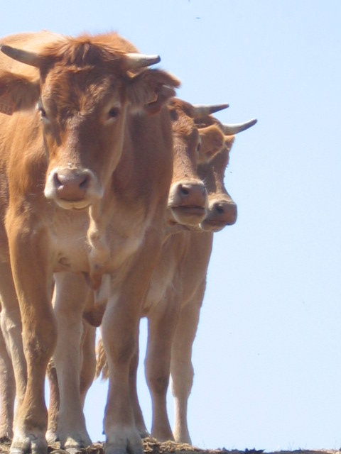 hautacam_vaches 006.jpg