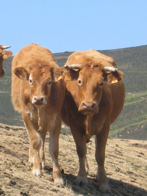 hautacam_vaches 014.jpg