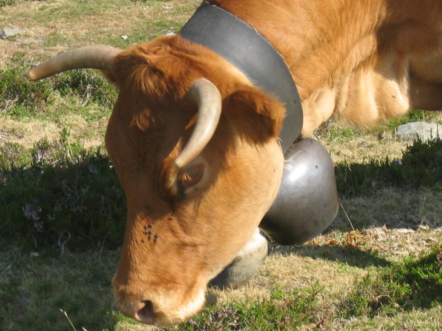 hautacam_vaches 022.jpg